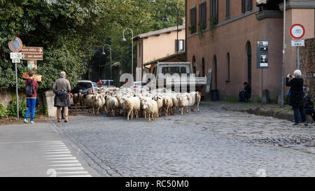 Troupeau de moutons bloquant la Voie Appienne, en tant qu'ils sont entassés à Rome, Italie. Banque D'Images