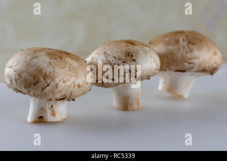 Trois champignons bouton dans une ligne diagonale. Arrière-plan flou. Avant-plan blanc. Banque D'Images