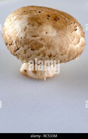 Bouton unique sur l'avant-plan blanc de champignons. Banque D'Images