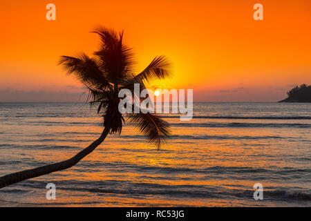 Coco Palm au coucher du soleil sur la plage tropicale en mer des Caraïbes Banque D'Images