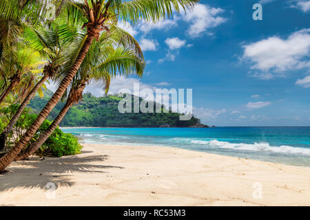 Plage de sable avec des palmiers et la mer turquoise en île des Caraïbes.