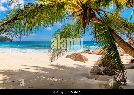 Plage de sable avec des palmiers et la mer turquoise en île des Caraïbes.