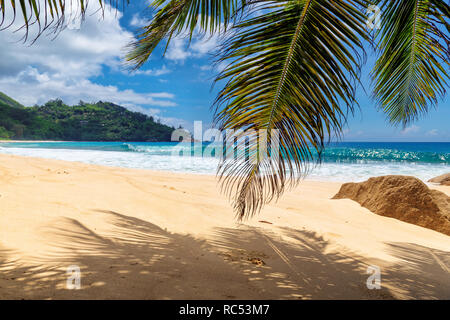 Plage de sable avec des palmiers et la mer turquoise en île des Caraïbes. Banque D'Images