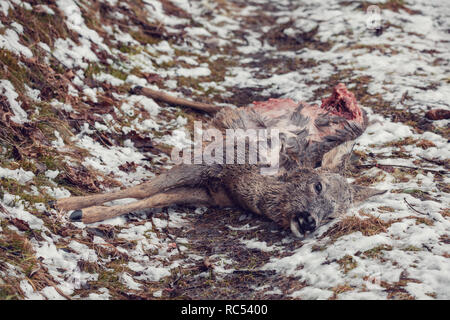 Femelle de chevreuils (Capreolus capreolus) tués dans une forêt par braconnier, avec un morceau de viande Banque D'Images