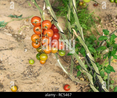 Gros plan du ripe et tomates cerises vertes sur une vigne cultivée dans une serre semi-ombragé montrant l'irrigation goutte-à-goutte et le système de soutien Banque D'Images