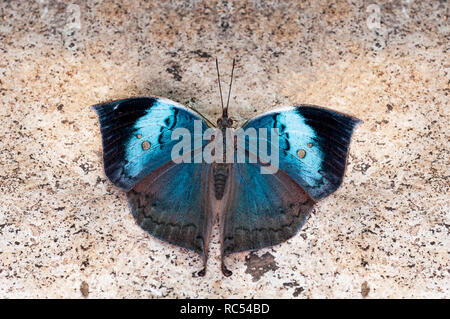 Oakleaf bleu, papillon Kallima horsfieldi, Thane, Maharashtra, Inde Banque D'Images