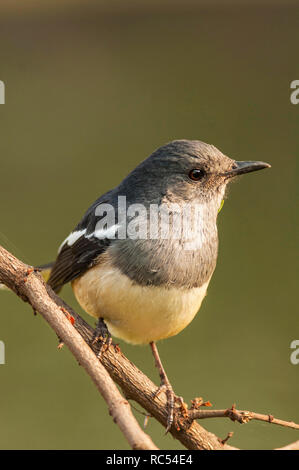 Pie chanteuse Oriental, Copsychus saularis, Bharatpur, Rajasthan, Inde Banque D'Images