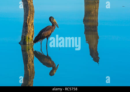 African openbill stork sur le terrain dans le Parc National Kruger, Afrique du Sud. Anastomus lamelligerus espèces, résidant en Afrique et Madagascar, de la famille des Ciconiidae. Banque D'Images