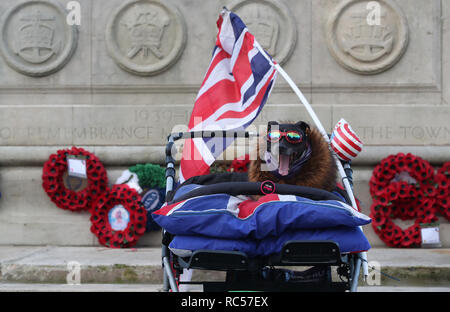 Un chien attend que le duc et la duchesse de Sussex à Hamilton Square, sur la première étape de leur visite à Birkenhead. Banque D'Images