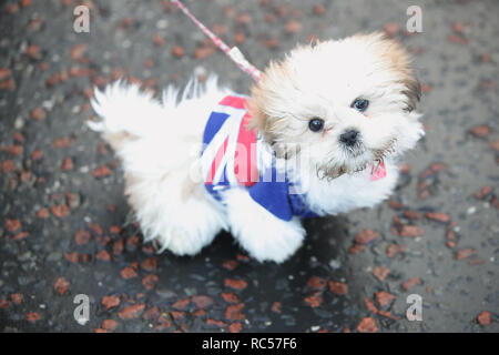 Un chien attend que le duc et la duchesse de Sussex à Hamilton Square, sur la première étape de leur visite à Birkenhead. Banque D'Images