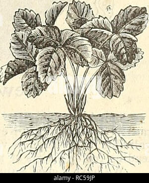 . Au milieu de l'été du Dreer list : fraise, le céleri et d'autres plantes de saison, graines etc. Juillet 1895 Août. Ampoules (plantes) ; les catalogues de graines de fleurs, graines de légumes Catalogues Catalogues ; pépinières (Horticulture) Catalogues. Pot-Grown fraisier. Orientations pour le jardin de la Culture. Pour cultiver la fraise pour l'usage de la famille, nous vous recommandons de planter dans les lits quatre pieds de large, avec une allée de deux pieds de largeur entre chaque lit. Ces lits seront date hébergement trois rangées de plantes, qui peuvent se tenir quinze pouces séparément dans chaque sens, et l'extérieur de la rangée de neuf pouces à partir de la ruelle. Les lits peuvent être gardées propres et plus facile la Banque D'Images