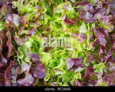 Salade de laitue feuille de chêne pourpre haut rosette voir l'arrière-plan. Feuilles rouge veggie. Les anthocyanines source de nourriture. Banque D'Images