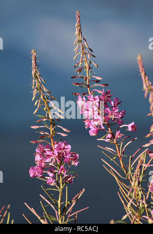 Chamaenerion angustifolium, communément connu en Amérique du Nord comme l'Épilobe ou Grand Willowherb, et en Grande-Bretagne Rosebay Willowherb. Éclairé par le soleil du soir Banque D'Images