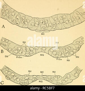 . L'embryologie de l'abeille. Abeille domestique ; les abeilles. . Veuillez noter que ces images sont extraites de la page numérisée des images qui peuvent avoir été retouchées numériquement pour plus de lisibilité - coloration et l'aspect de ces illustrations ne peut pas parfaitement ressembler à l'œuvre originale.. Nelson, James Allen. Princeton : Princeton University Press Banque D'Images