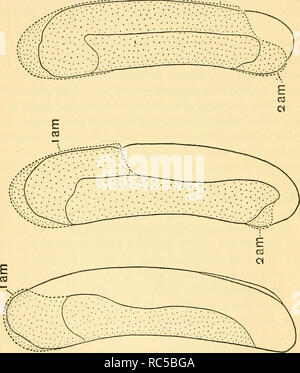 . L'embryologie de l'abeille. Abeille domestique ; les abeilles. Q. O PQ Fig. 23- vues de côté de quatre embryons, tracé en forme schématique, spectacle- ment quatre étapes dans le développement de l'amnios. Contours dessinés avec une camera lucida de vivre des œufs. L'amnios (iAm, 2h00) est Nude-look, avec pointillés, sauf lorsqu'il est conforme à l'embryon ou jaune. En B, C et D l'amnios est représenté par souci de clarté, comme l'article de l'embrvo au-delà de ce qui est effectivement le cas. Correspond à un stade VI, B à la phase VII, C à la phase VII-VIII, D à stade VIII-IX, X 41.. Veuillez noter que ces images sont extra Banque D'Images