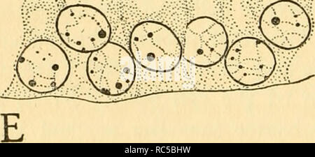 . L'embryologie de l'abeille. Abeille domestique ; les abeilles. est*-. 5*. Veuillez noter que ces images sont extraites de la page numérisée des images qui peuvent avoir été retouchées numériquement pour plus de lisibilité - coloration et l'aspect de ces illustrations ne peut pas parfaitement ressembler à l'œuvre originale.. Nelson, James Allen. Princeton : Princeton University Press Banque D'Images