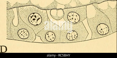 . L'embryologie de l'abeille. Abeille domestique ; les abeilles. est*-. 5*. Veuillez noter que ces images sont extraites de la page numérisée des images qui peuvent avoir été retouchées numériquement pour plus de lisibilité - coloration et l'aspect de ces illustrations ne peut pas parfaitement ressembler à l'œuvre originale.. Nelson, James Allen. Princeton : Princeton University Press Banque D'Images