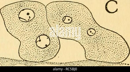 . L'embryologie de l'abeille. Abeille domestique ; les abeilles. . Veuillez noter que ces images sont extraites de la page numérisée des images qui peuvent avoir été retouchées numériquement pour plus de lisibilité - coloration et l'aspect de ces illustrations ne peut pas parfaitement ressembler à l'œuvre originale.. Nelson, James Allen. Princeton : Princeton University Press Banque D'Images