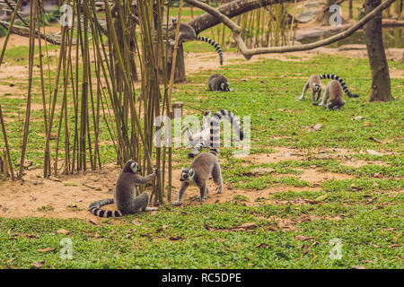 Lemur catta passe autour de l'herbe dans le zoo Banque D'Images