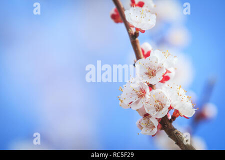 Fleurs d'un abricotier sur une branche au printemps Banque D'Images