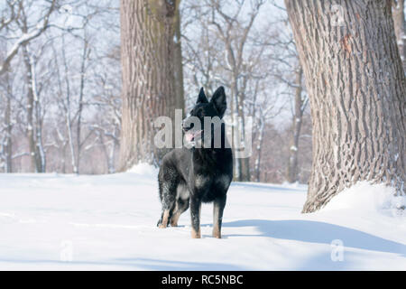 Chien Berger allemand noir, in l'hiver forêt enneigée Banque D'Images