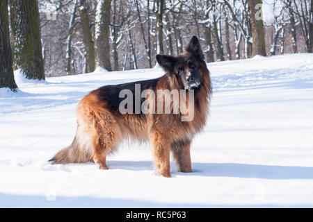 Chien Berger allemand noir, in l'hiver forêt enneigée Banque D'Images
