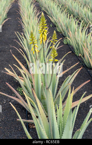 Plantes d'aloe vera sur la ferme, Fuerteventura, Îles Canaries, Espagne Banque D'Images