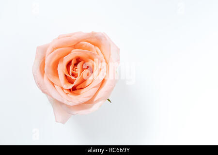 Vue de dessus du seul rose rose fleur qui s'épanouit isolé sur fond blanc Banque D'Images