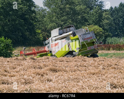 Moissonneuse-batteuse, d'être coincé dans un champ de céréales de Niedersachsen près de Barum, Elbmarsch, Allemagne. Banque D'Images