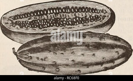 . Dreer's garden calendrier pour 1892 : un catalogue de choix de légumes, graines de fleurs et de champ nouveau, rare et beau jardin des plantes met en œuvre et les engrais. Les catalogues de graines de pépinière ; catalogues ; Matériel et fournitures de jardinage catalogues ; graines de fleurs Graines de légumes ; Catalogues Catalogues. Ne Plus Ultra, ou maïs Sucre petit bijou. POP CORN. Orientations culturelles même comme pour le sucre de maïs. Nous offrons des Pop corn sur l'oreille seulement. Golden Queen. Lb. 10 cts., 10 lb 80 cts. Du riz blanc. Lb. 10 cts., 10 lb 80 cts. Pearl. Lb. 10 cts., 10 lb 75 cts. Par la poste. Ajouter 8 cts. par lb. pour l'affranchissement. Le concombre. Gurken, Ge Banque D'Images