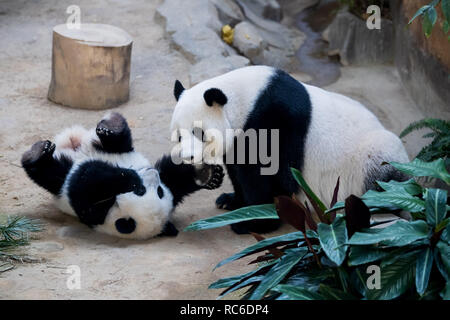 Kuala Lumpur, Malaisie. 14 Jan, 2019. Un bébé panda géant (L) joue avec sa mère pour son anniversaire d'un an à la Malaysian National Zoo près de Kuala Lumpur, Malaisie, 14 janvier 2019. Le deuxième grand panda né en Malaisie a célébré son premier anniversaire au zoo national malaisien le lundi. Le bébé panda géant est le deuxième enfant de ses parents Xing Xing et Liang Liang qui sont arrivés en Malaisie en 2014. Credit : Zhu Wei/Xinhua/Alamy Live News Banque D'Images