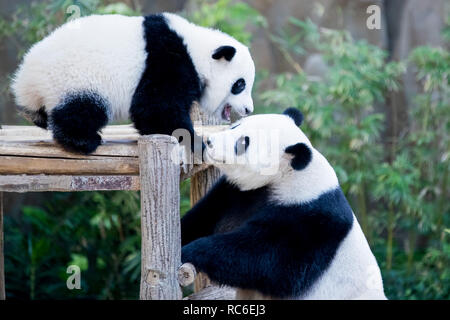 Kuala Lumpur, Malaisie. 14 Jan, 2019. Un bébé panda géant (L) joue avec sa mère pour son anniversaire d'un an à la Malaysian National Zoo près de Kuala Lumpur, Malaisie, 14 janvier 2019. Le deuxième grand panda né en Malaisie a célébré son premier anniversaire au zoo national malaisien le lundi. Le bébé panda géant est le deuxième enfant de ses parents Xing Xing et Liang Liang qui sont arrivés en Malaisie en 2014. Credit : Zhu Wei/Xinhua/Alamy Live News Banque D'Images