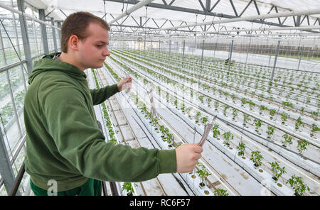 Manschnow, Allemagne. 14 Jan, 2019. Brian Giersch, jardinier à Fontana Gartenbau GmbH, attache un cordon biodégradable, à une hauteur d'environ trois mètres pour fixer les plants de tomates fraîchement plantés. Le même jour, le personnel de garderie plantés autour de 5000 plants de tomates en neuf variétés différentes dans la serre chauffée. Les premiers fruits rouges peuvent être récoltées vers la fin de mars. Crédit : Patrick Pleul/dpa-Zentralbild/ZB/dpa/Alamy Live News Banque D'Images