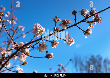 Kassel, Allemagne. 14 Jan, 2019. Les fleurs roses de l'hiver snowball se détachent sur un ciel bleu. Credit : Uwe Zucchi/dpa/Alamy Live News Banque D'Images