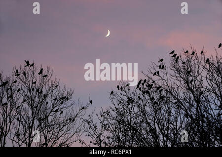 Arbres considérés comme silhouette en soir lumière sorcière croissant de lune, un grand groupe de corbeaux sont assis dans les arbres. Banque D'Images