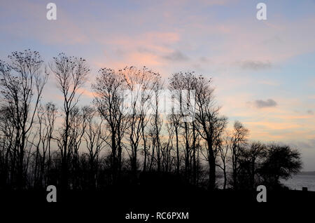 Arbres considérés comme silhouette dans la lumière du soir, un grand groupe de corbeaux sont assis dans les arbres. Banque D'Images