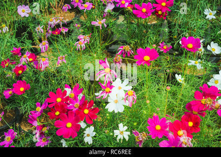 De soufre coloré fleurs cosmos sur un rack décorer en parc. Banque D'Images