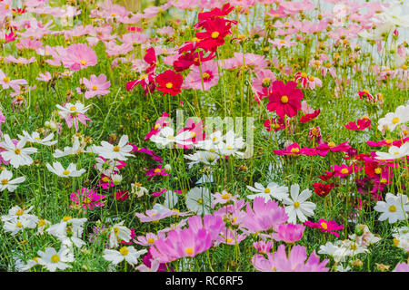 De soufre coloré fleurs cosmos sur un rack décorer en parc. Banque D'Images