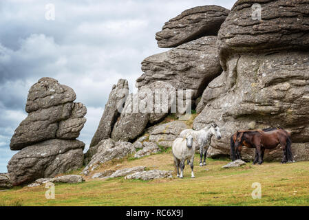 Poneys Dartmoor près de Tor selle, Dartmoor, Devon, UK Banque D'Images