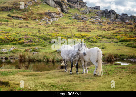 Poneys Dartmoor près de Tor selle, Dartmoor, Devon, UK Banque D'Images