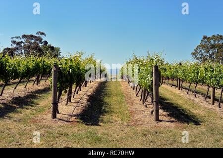 Zonzo estate vineyard, Yarra Valley, Australie Banque D'Images