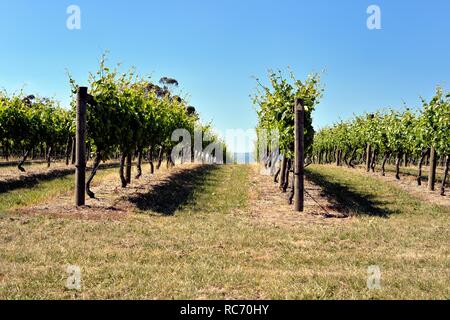 Zonzo estate vineyard, Yarra Valley, Australie Banque D'Images