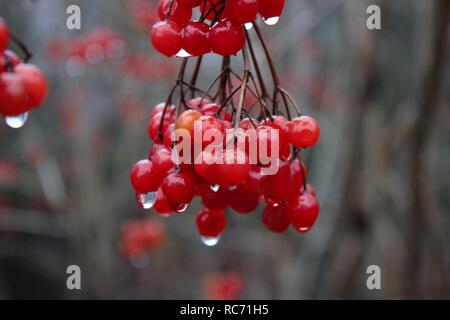 Les baies d'un guelder rose (Viburnum opulus) avec de l'eau tombe sur un jour de pluie en hiver. Banque D'Images