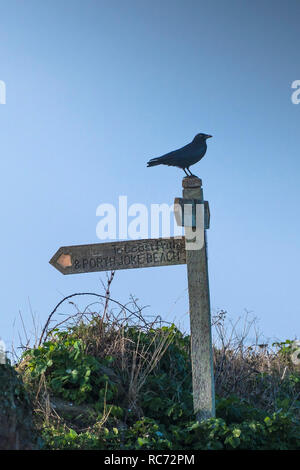 Une Corneille noire Corvus corone perché sur un panneau en bois près de la côte sud-ouest sur chemin Point West Pentire à Cornwall. Banque D'Images