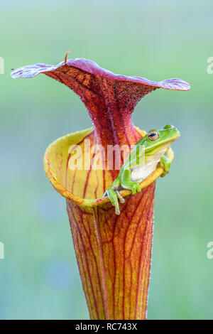 Rainette verte (Hyla cinerea) en jaune la sarracénie pourpre (Sarracenia flava). Comme dans flava pircher tôt le matin. Franics Marion NF, SC. Banque D'Images