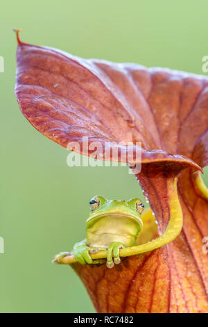 Rainette verte (Hyla cinerea) en jaune la sarracénie pourpre (Sarracenia flava). Comme dans flava pircher tôt le matin. Franics Marion NF, SC. Banque D'Images