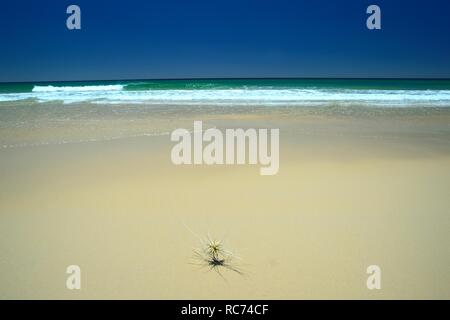 Soixante cinq Mile Beach, Fraser Island, Australie Banque D'Images