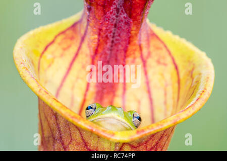 Rainette verte (Hyla cinerea) en jaune la sarracénie pourpre (Sarracenia flava). Comme dans flava pircher tôt le matin. Franics Marion NF, SC. Banque D'Images