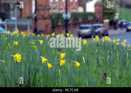 Les jonquilles fleurissent sur un rond point près du château de Windsor dans le Berkshire. Un souffle d'air arctique va voir la baisse des températures cette semaine, mettant ainsi un terme à ce qui a été un doux janvier pour la plupart de l'UK. Banque D'Images