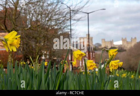 Les jonquilles fleurissent sur un rond point près du château de Windsor dans le Berkshire. Un souffle d'air arctique va voir la baisse des températures cette semaine, mettant ainsi un terme à ce qui a été un doux janvier pour la plupart de l'UK. Banque D'Images